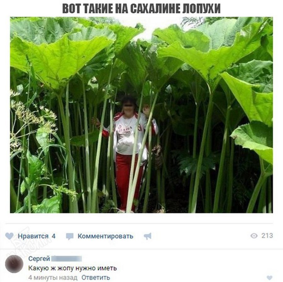 Лопух репейник