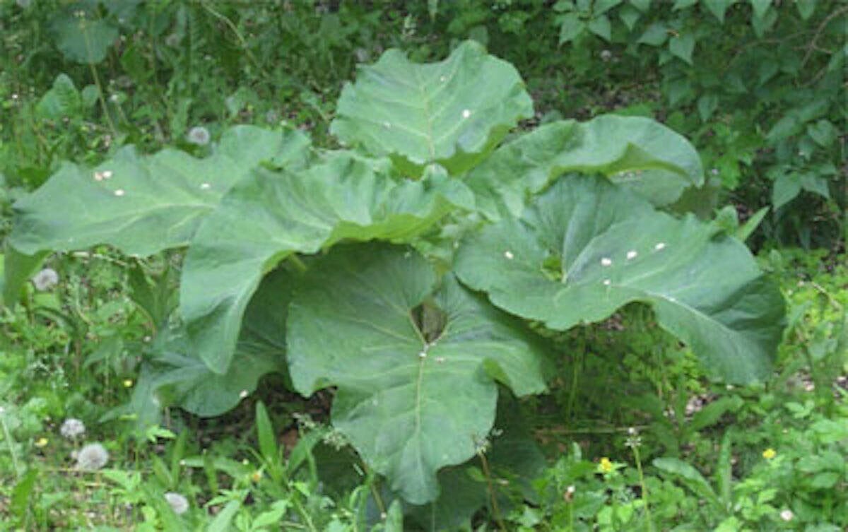 Лопух и репейник листья