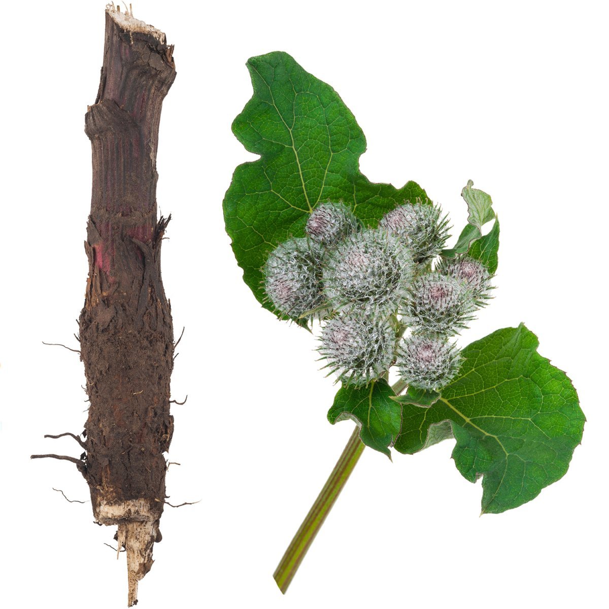 Лопух большой корень