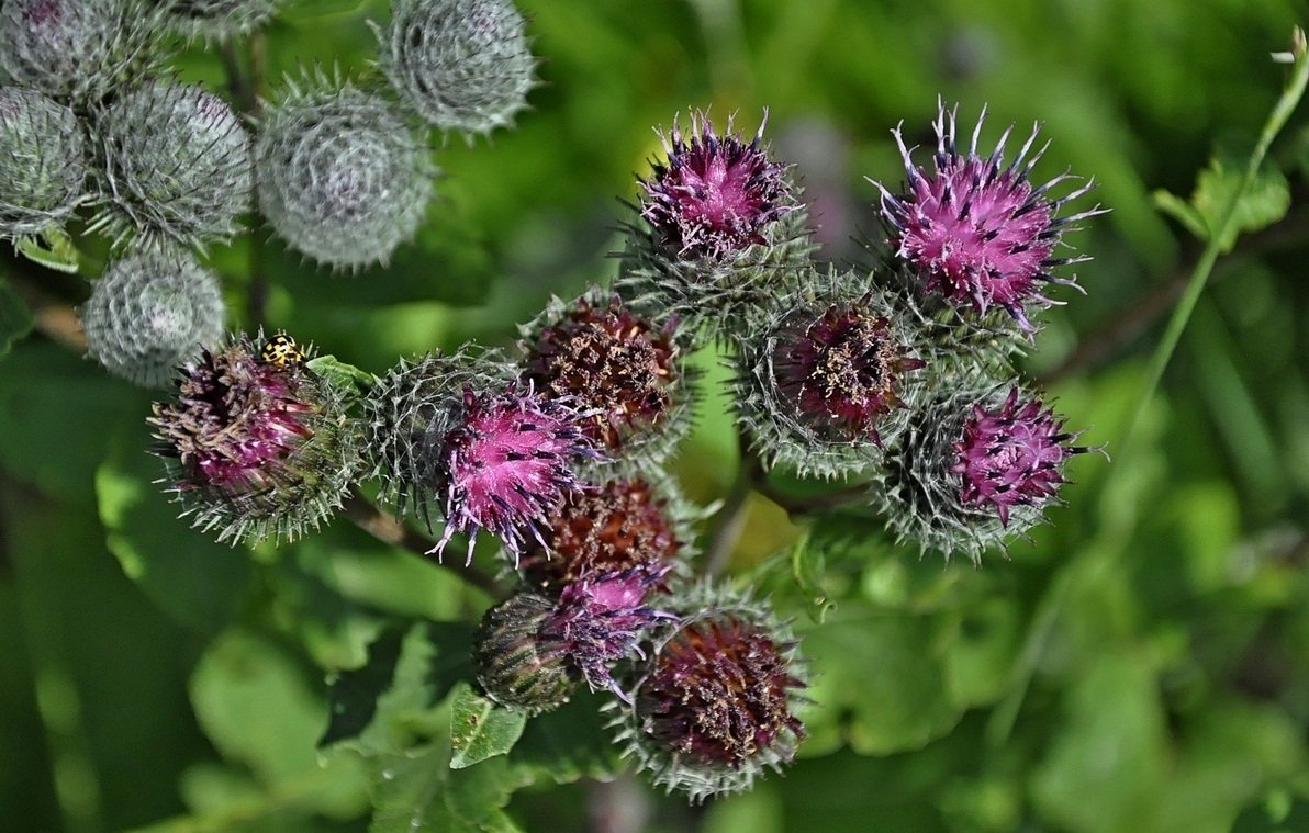 Репейник рисунок для детей