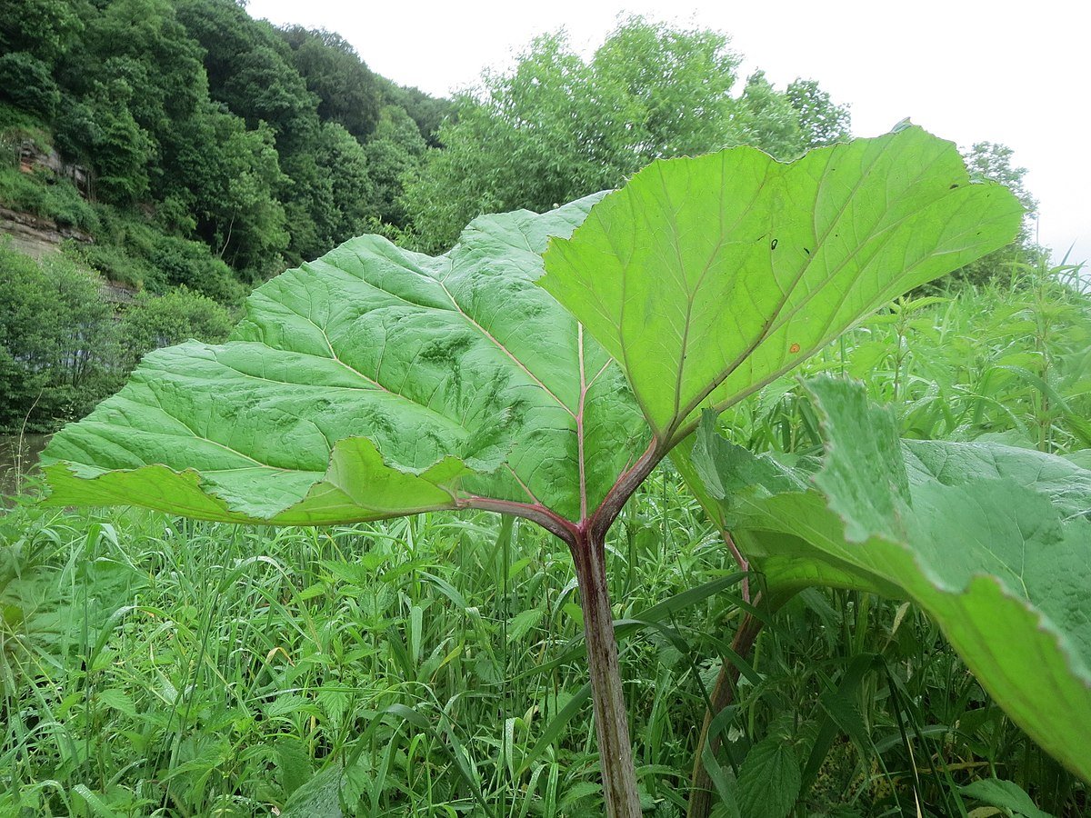 ВК не болей подорожник