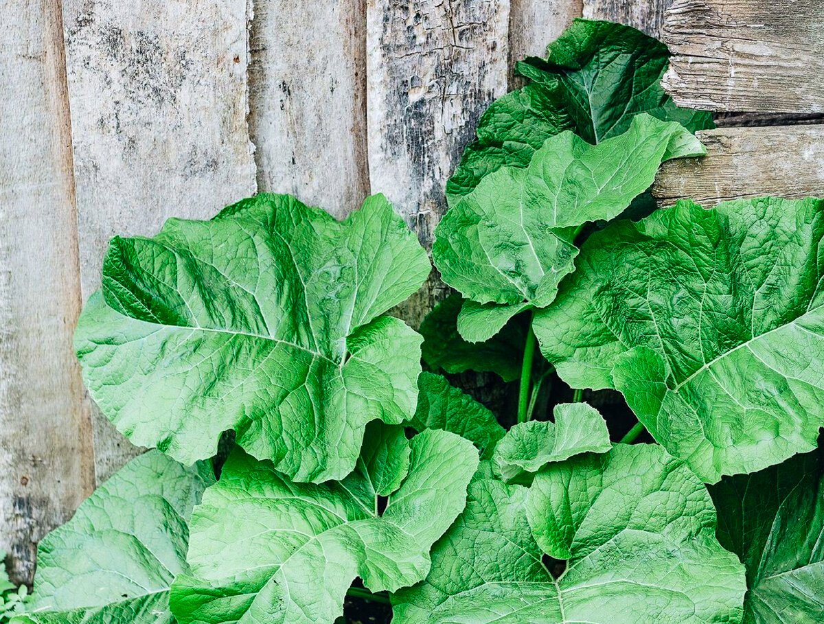 Репейник (Burdock)