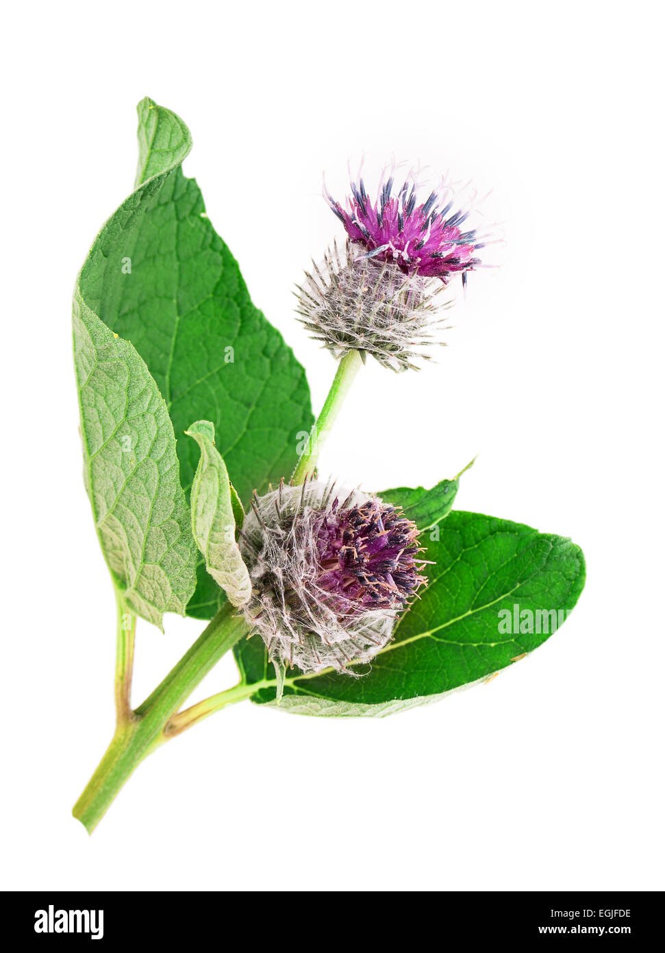 Человек лопух