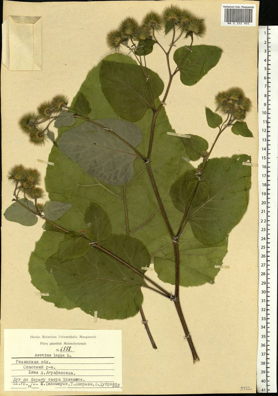 Репейник осенью