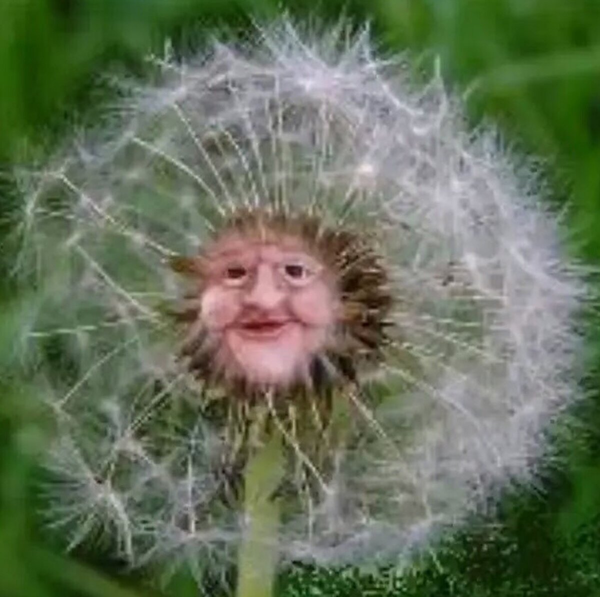 Белокопытник лопух гигант