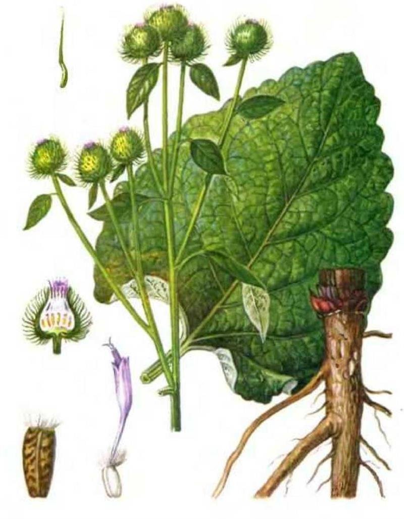 Лопух картинка