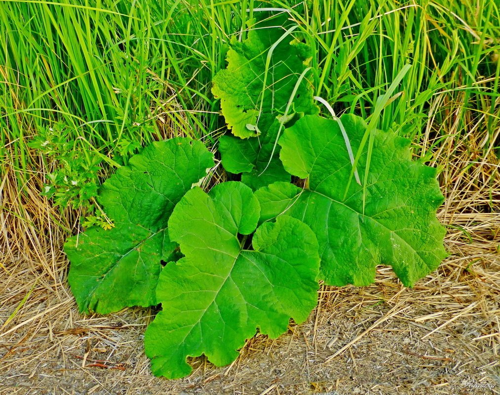 Репей лопух