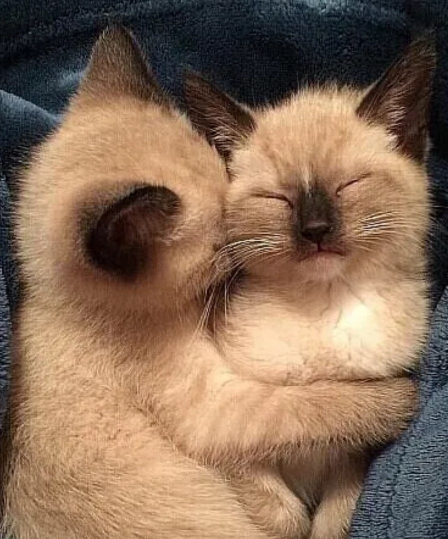 Открытки спокойной ночи с котятами