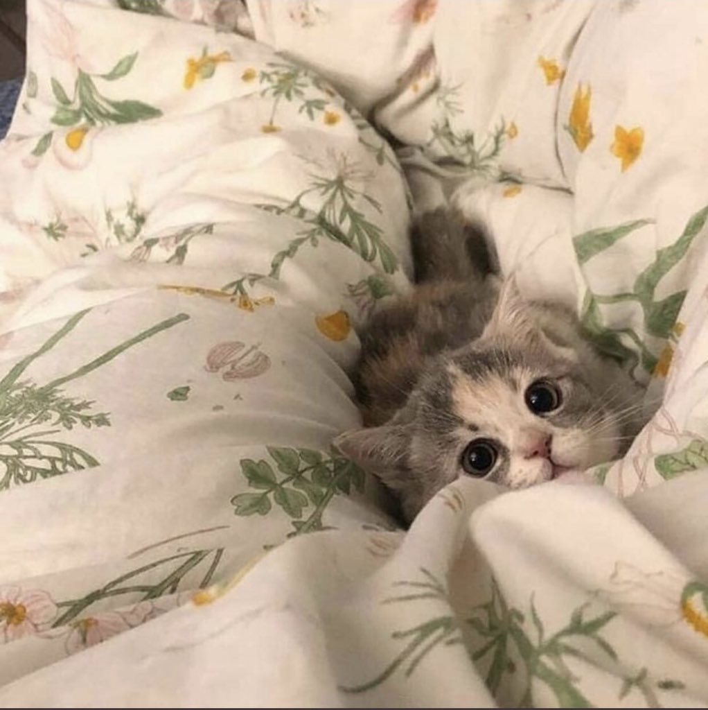 Покажи свою моську