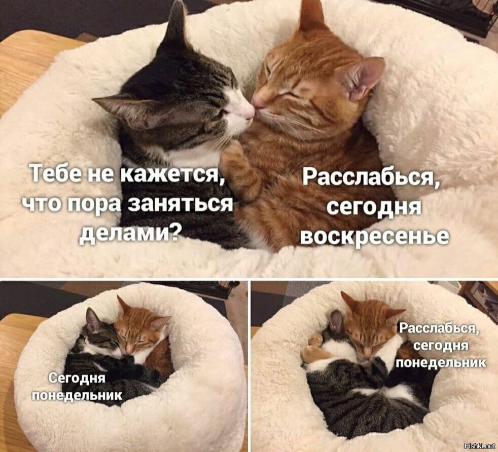 Сонный мишка