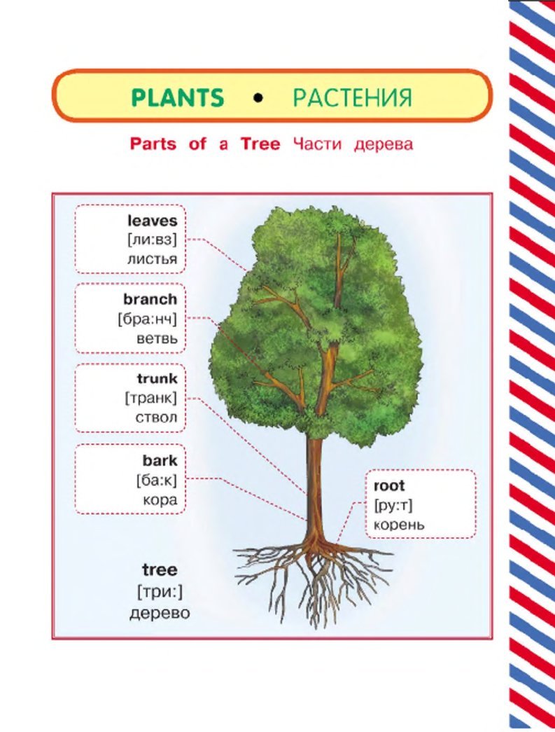 Яблонька яблоня корень