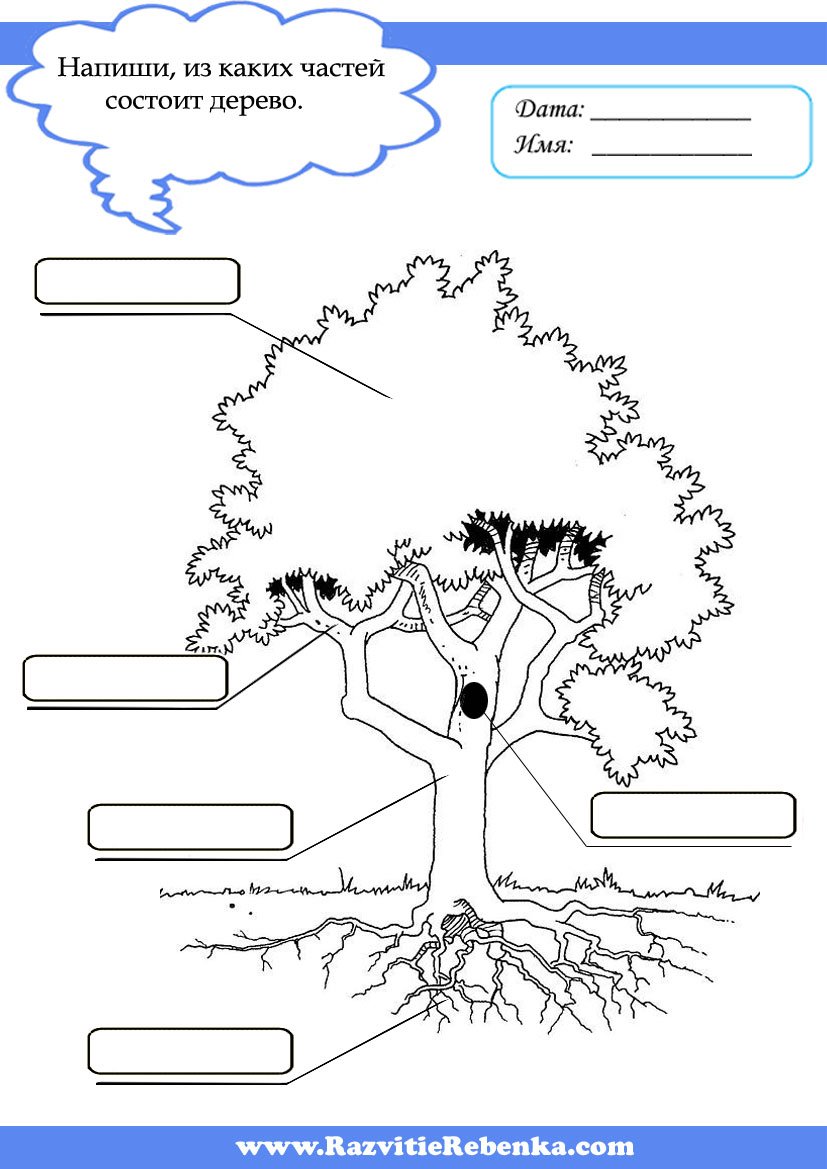 Деревья задания для дошкольников