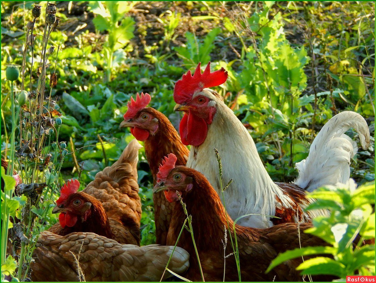 Петух и Курочка