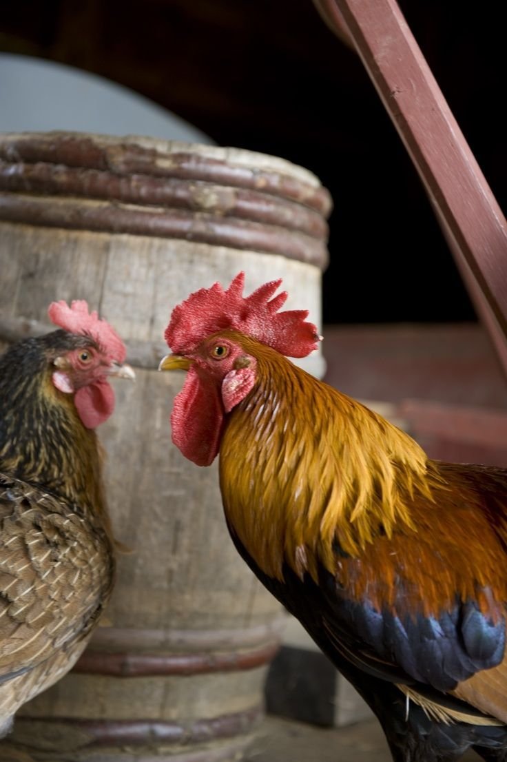 Петушки и курочки для декупажа