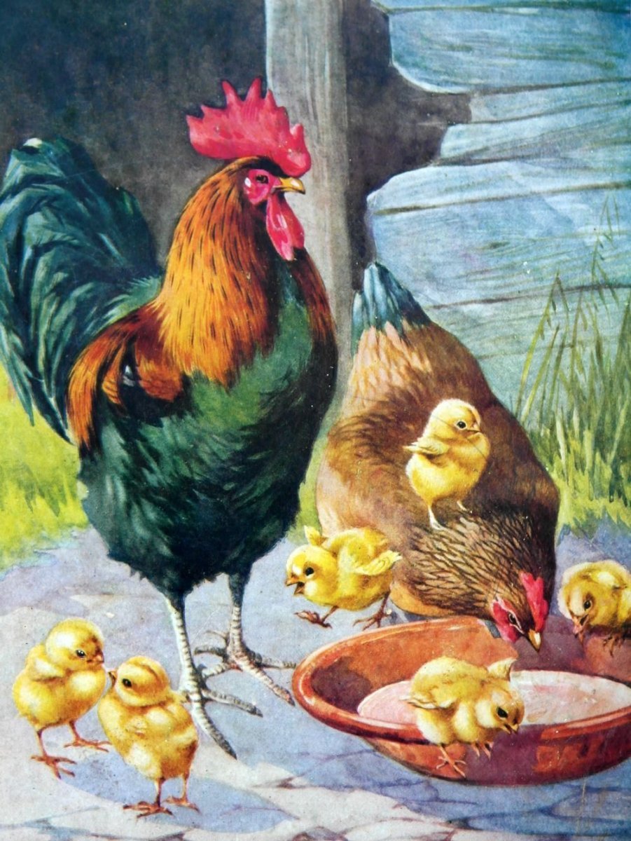 Петух живопись