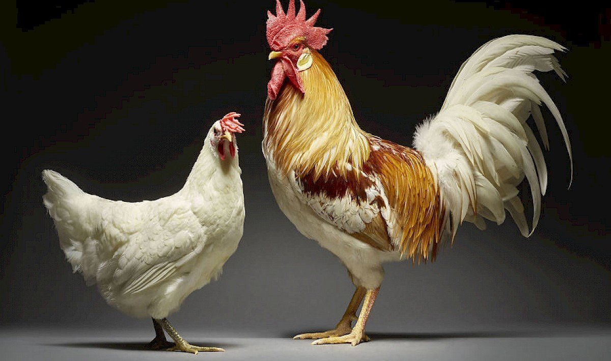 Петушок и курочка картинки