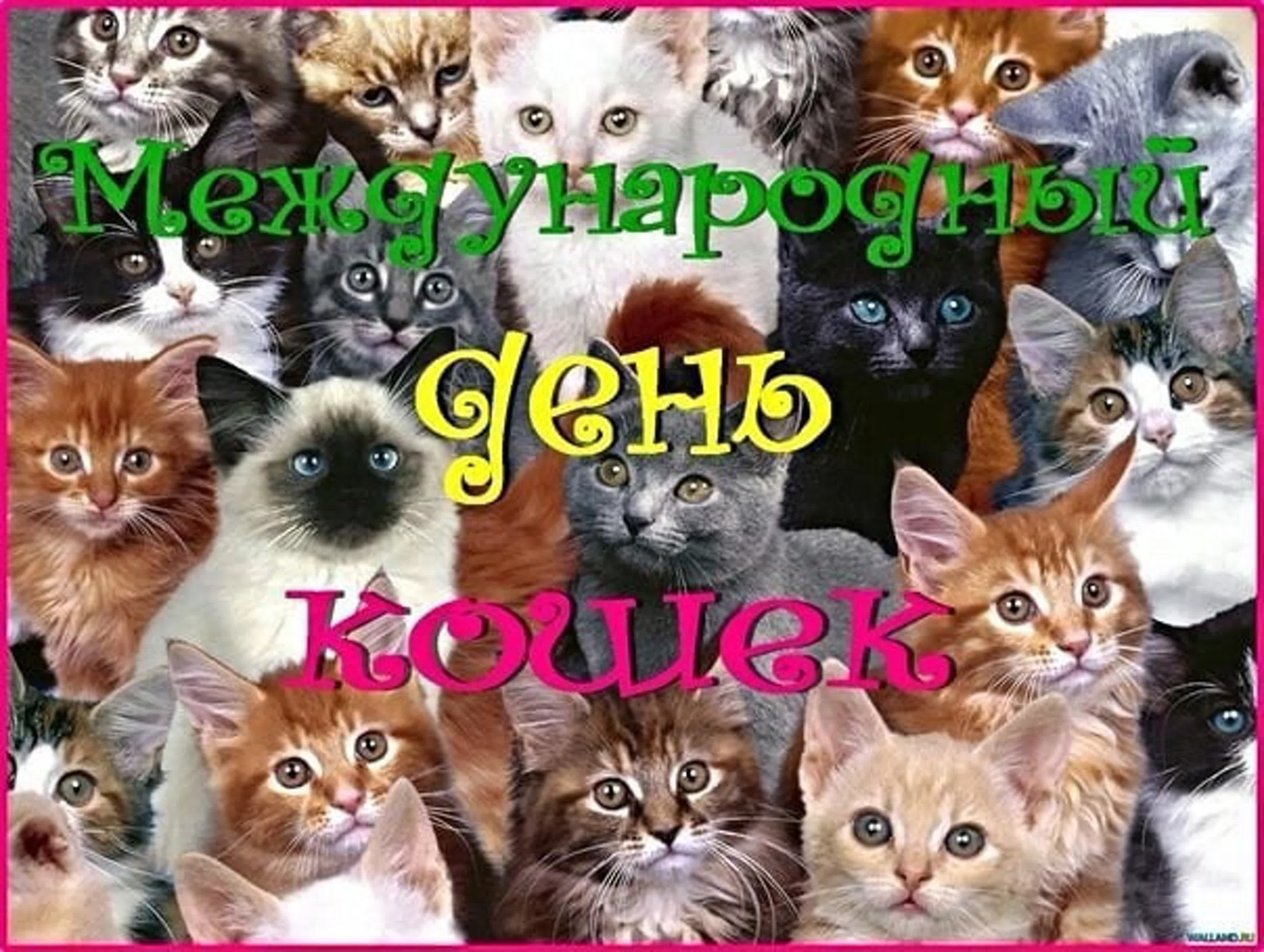 День котиков в россии. Всемирный день кошек. Всемирный день кошек 8 августа. Всемирный день кошек открытки. Поздравление с международным днем кошек.