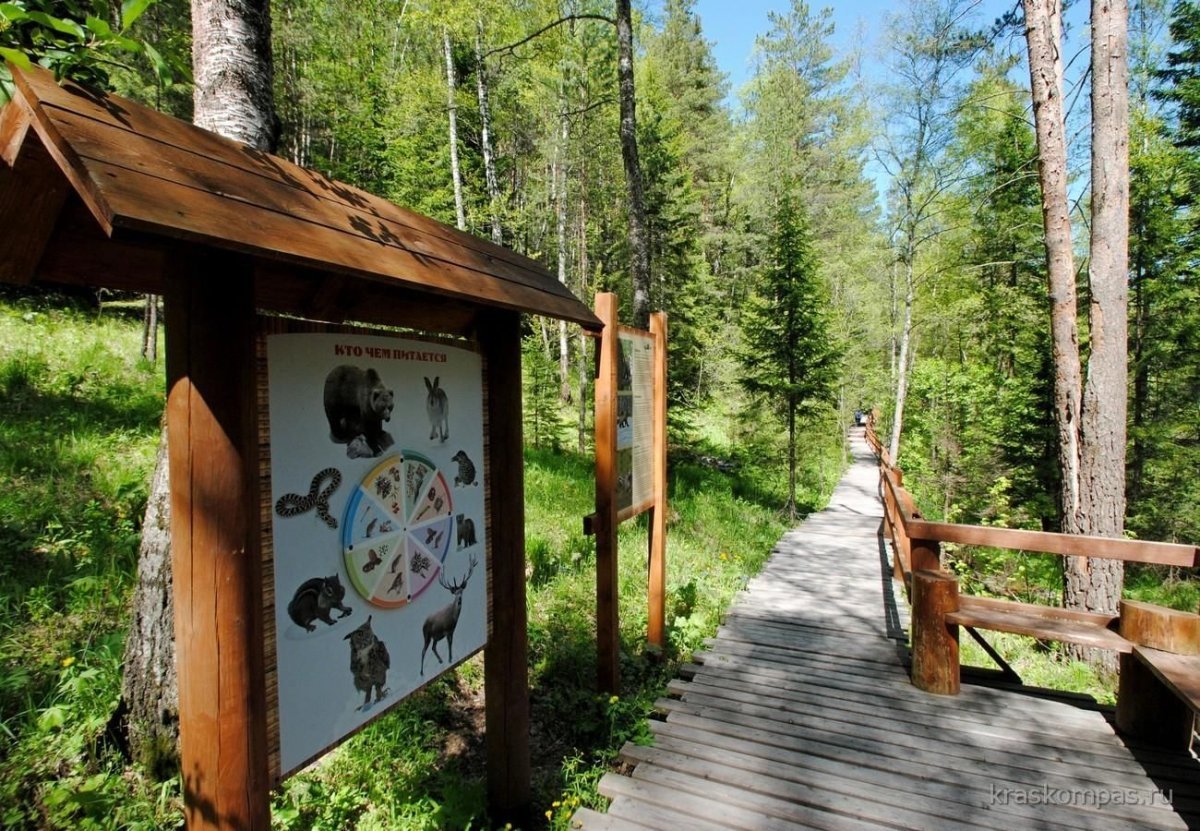 Экологическая тропа картинки для детей