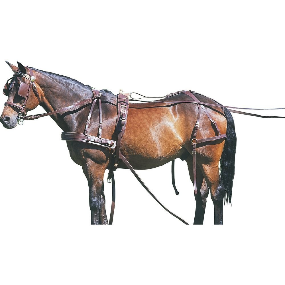 Мартингал (конская упряжь)