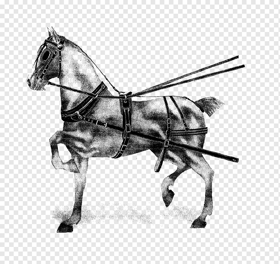 Английская упряжь для лошади