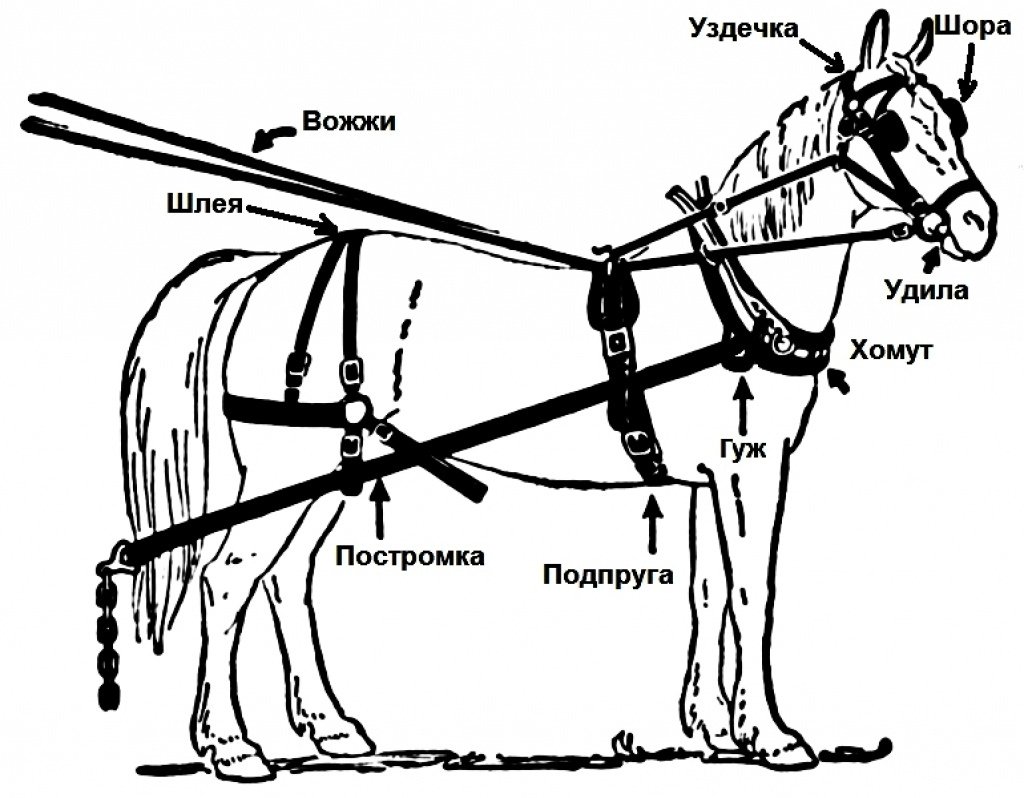 Названия деталей упряжи для лошади