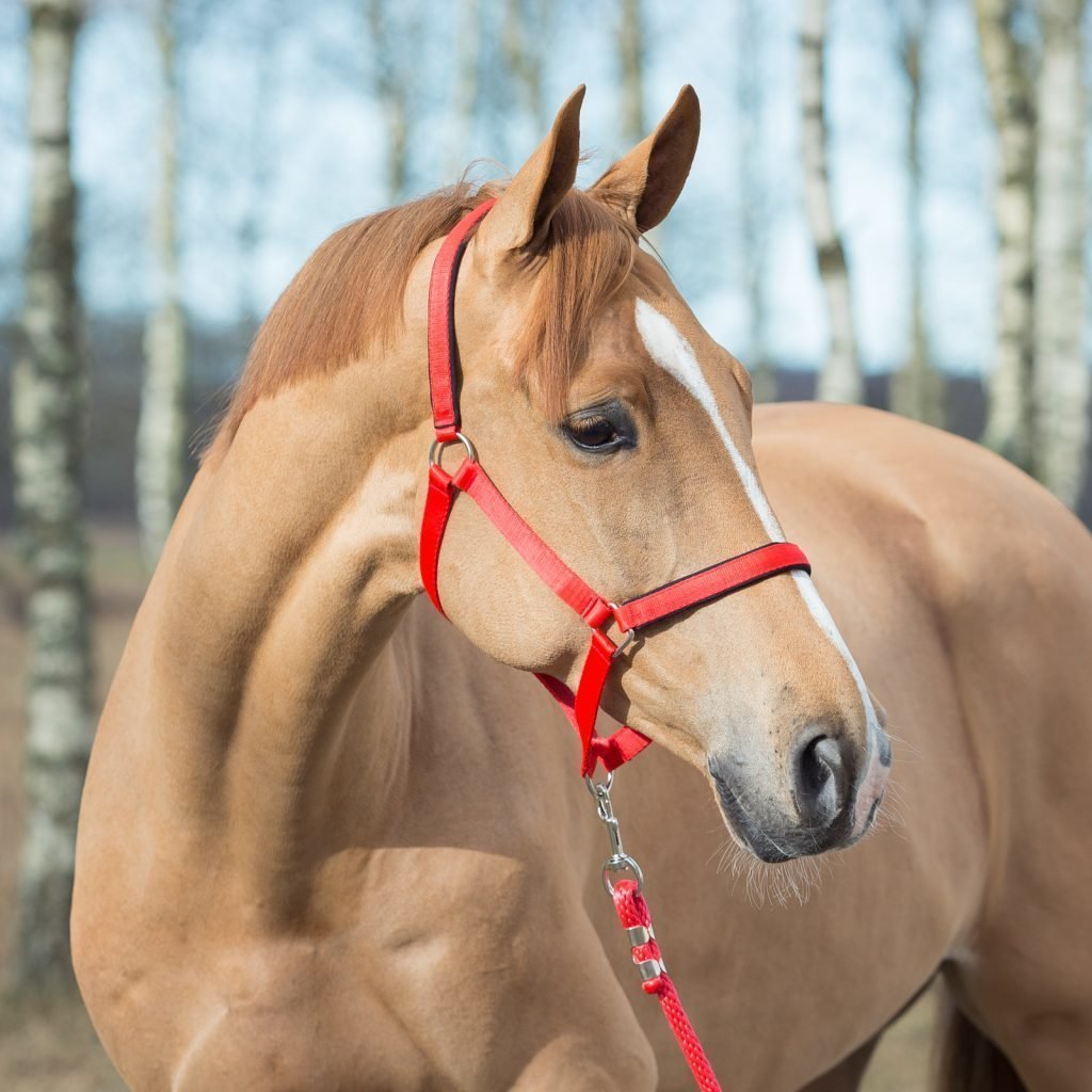 Недоуздок для лошади