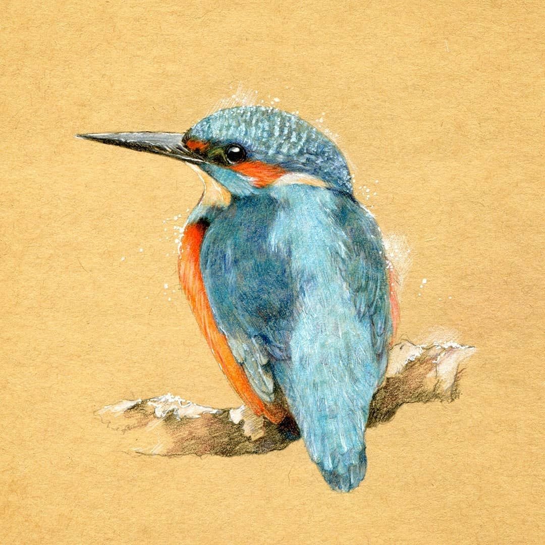 Зимородок Кингфишер