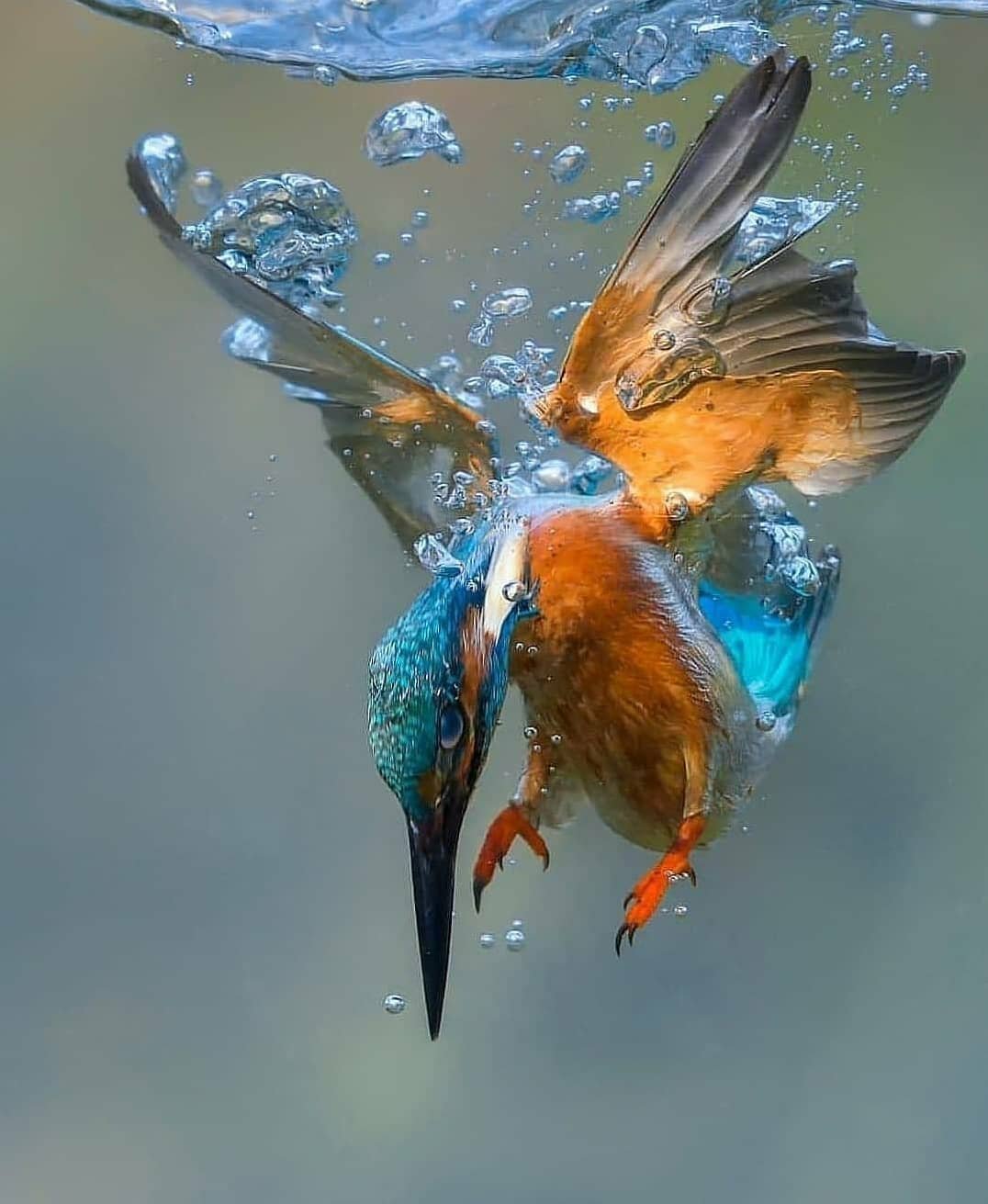 Обыкновенный Зимородок