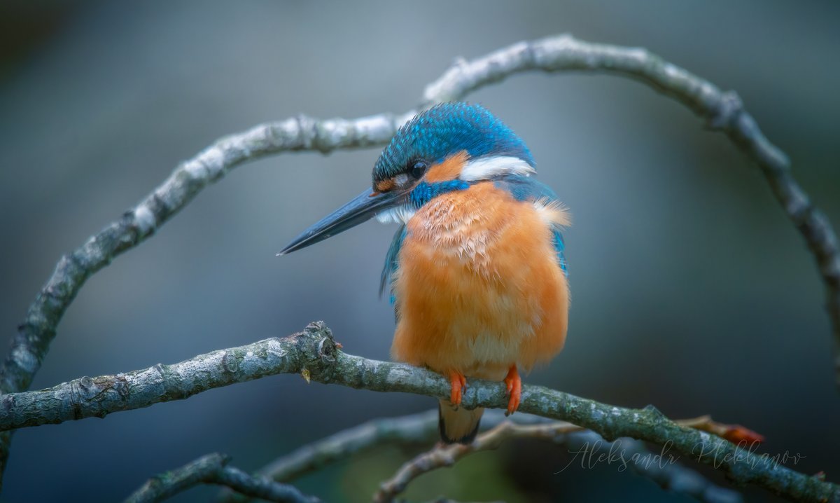 Зимородок самец и самка