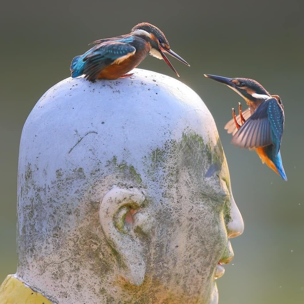 Зимородок птичка певчая