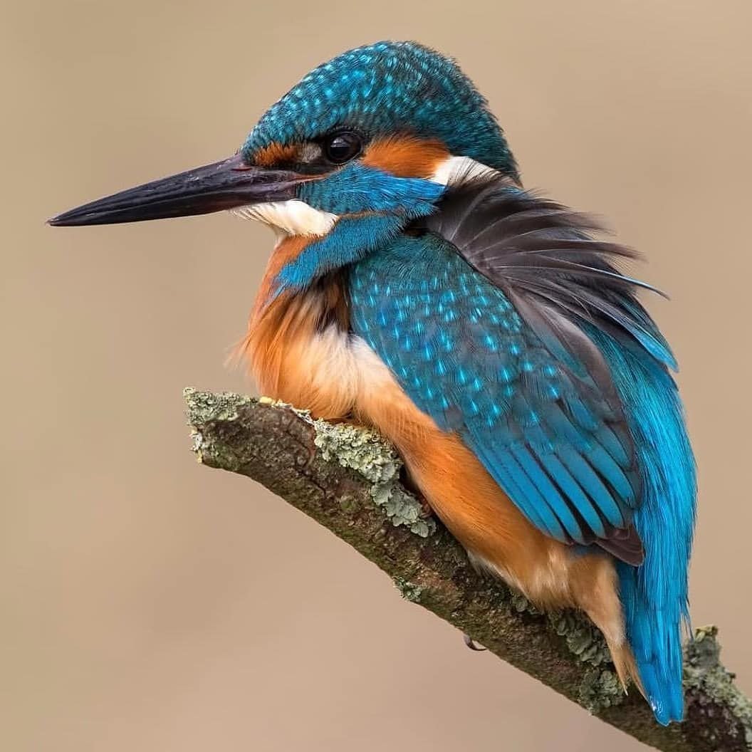 Обыкновенный Зимородок зимой