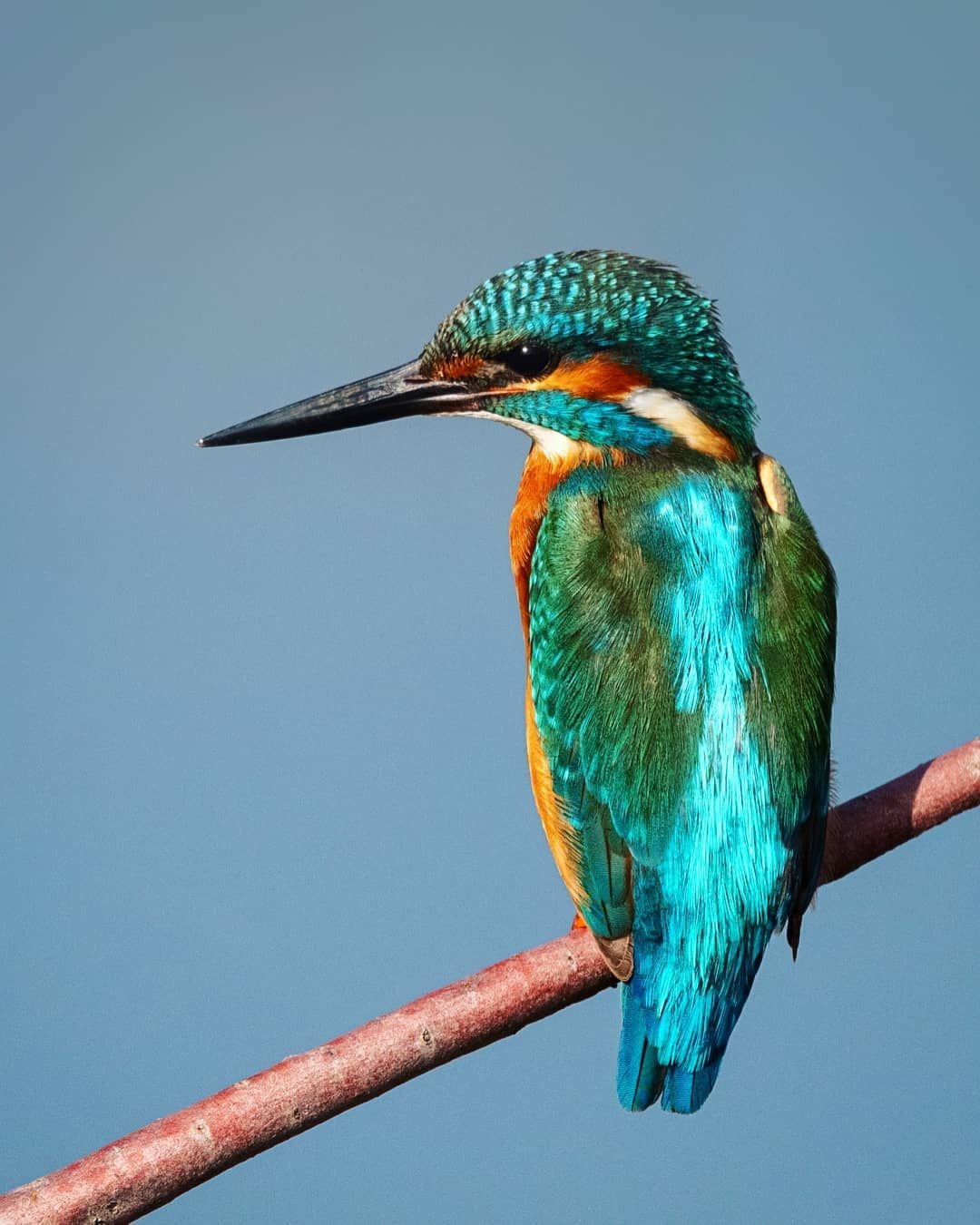 Зимородок акварель художник
