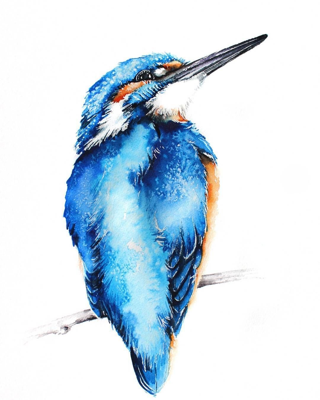 Обыкновенный Зимородок - Alcedo Atthis