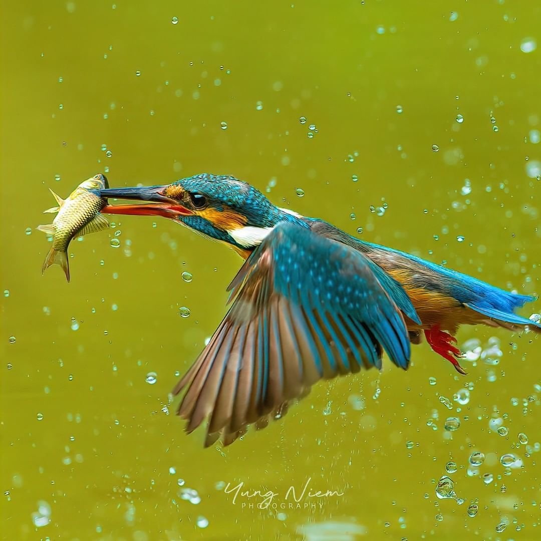 Зимородок рыболов