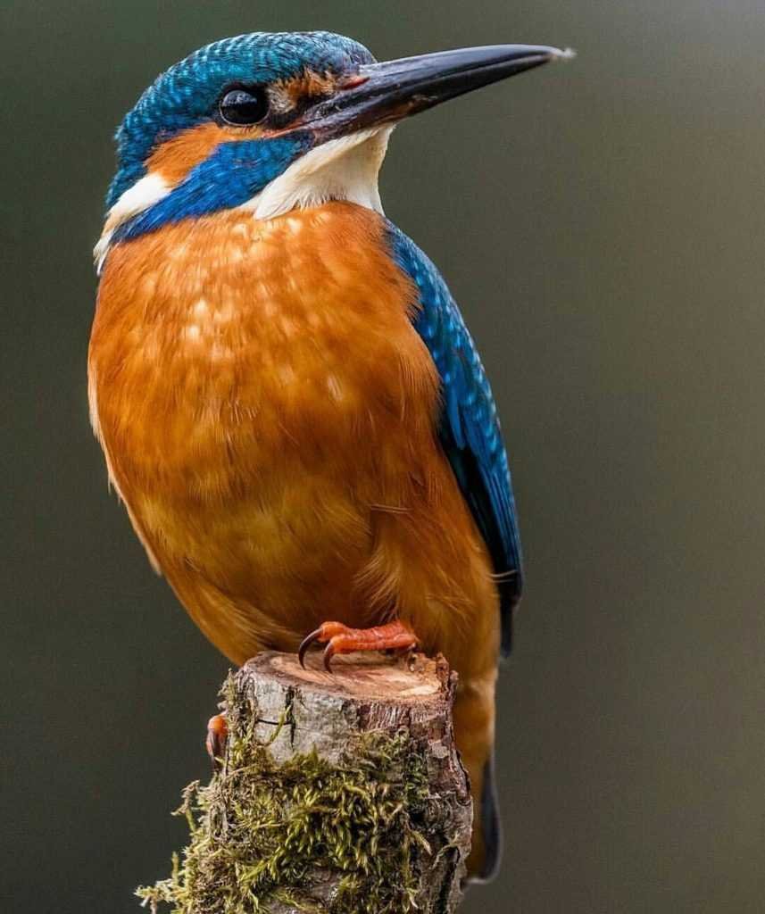 Зимородок абстракция