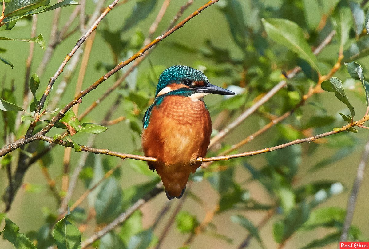 Ногинск Зимородок самый большой дом Тиграна