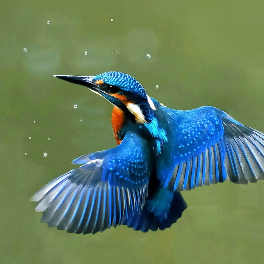 Зимородок рассказ для детей