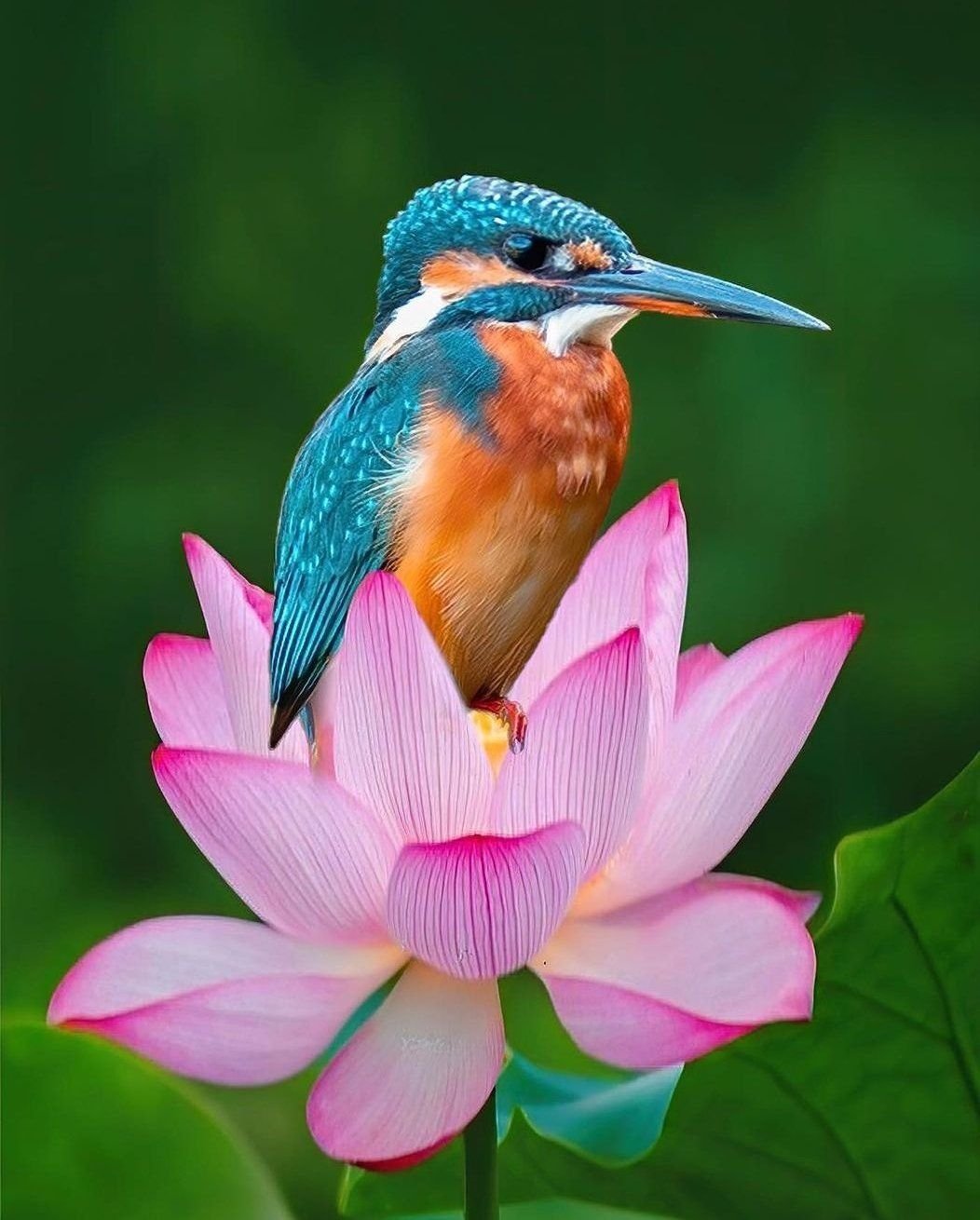 Животные картинки