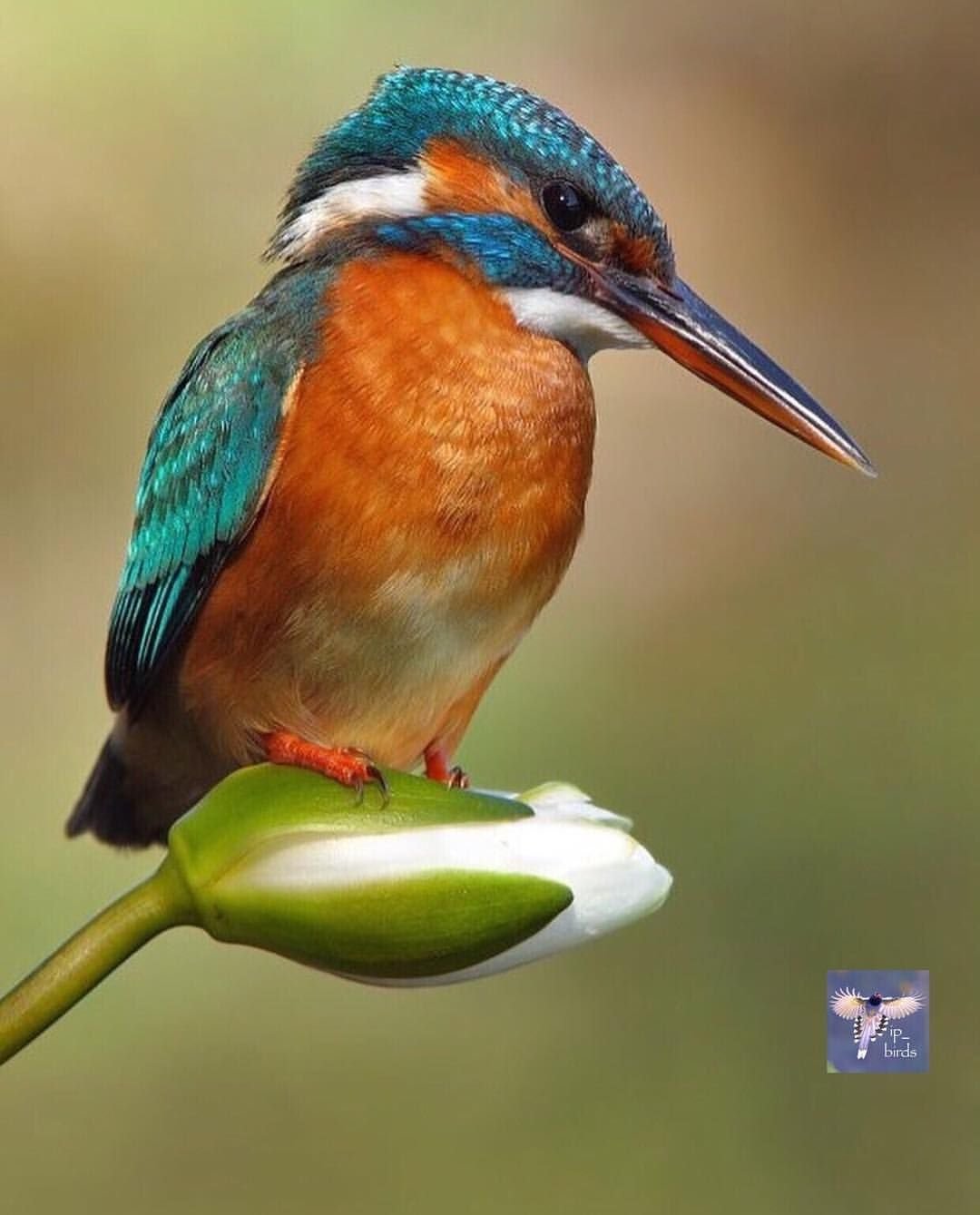 Зимородок картинки