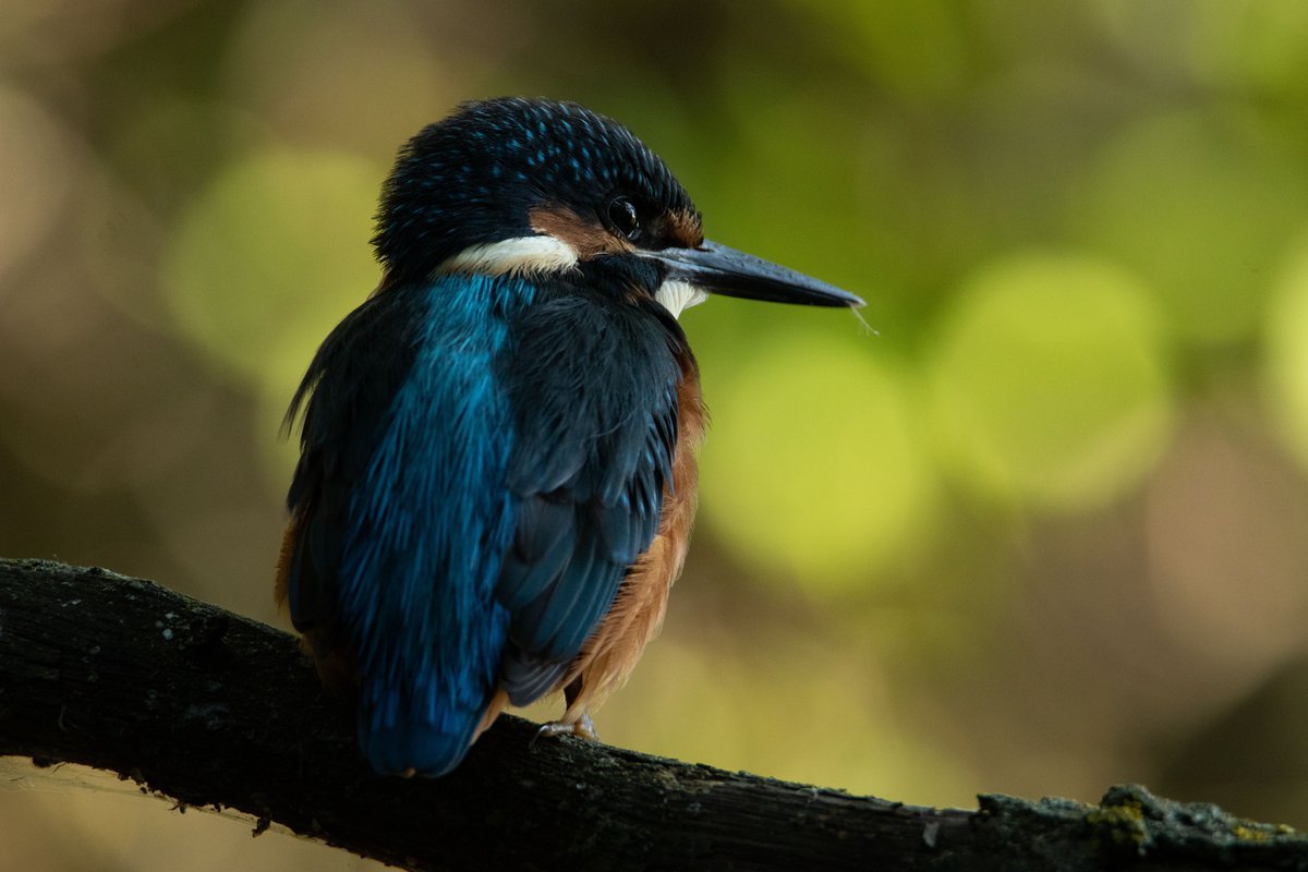 Зимородок Сибирский