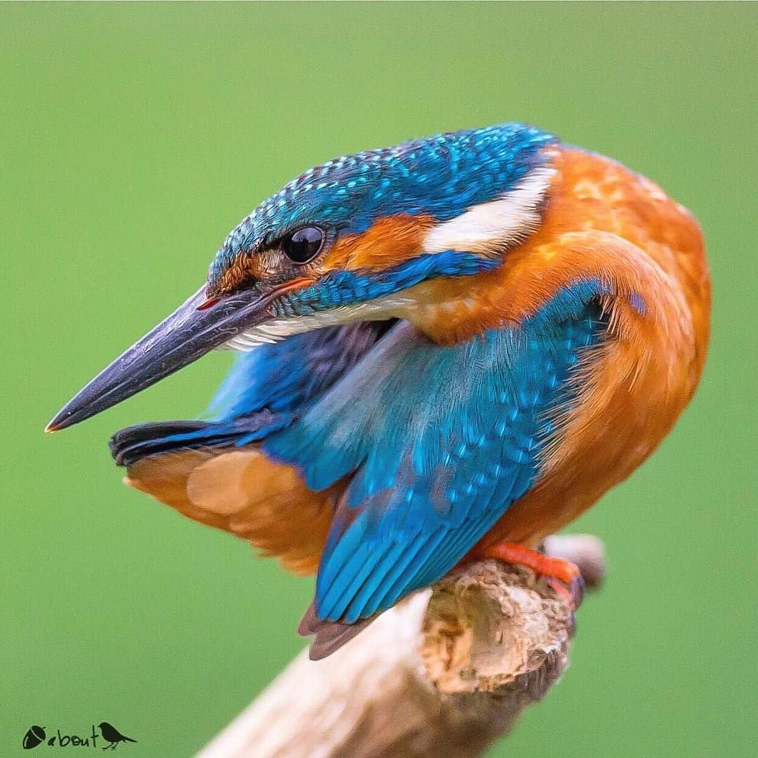 Зимородок живопись