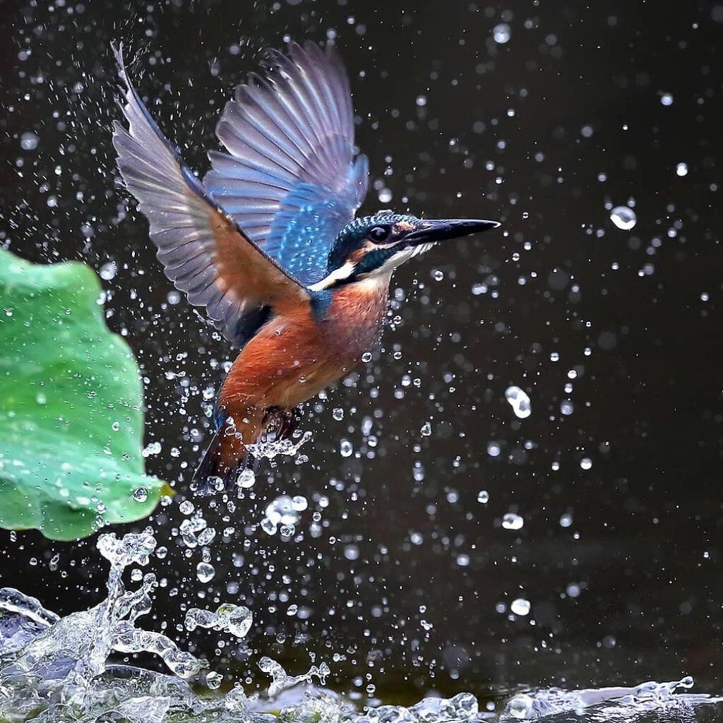 Обыкновенный Зимородок самка