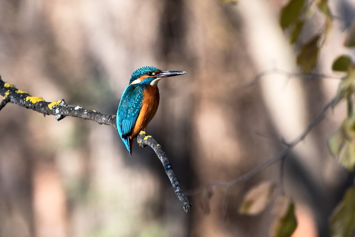 Зимородок ареал обитания