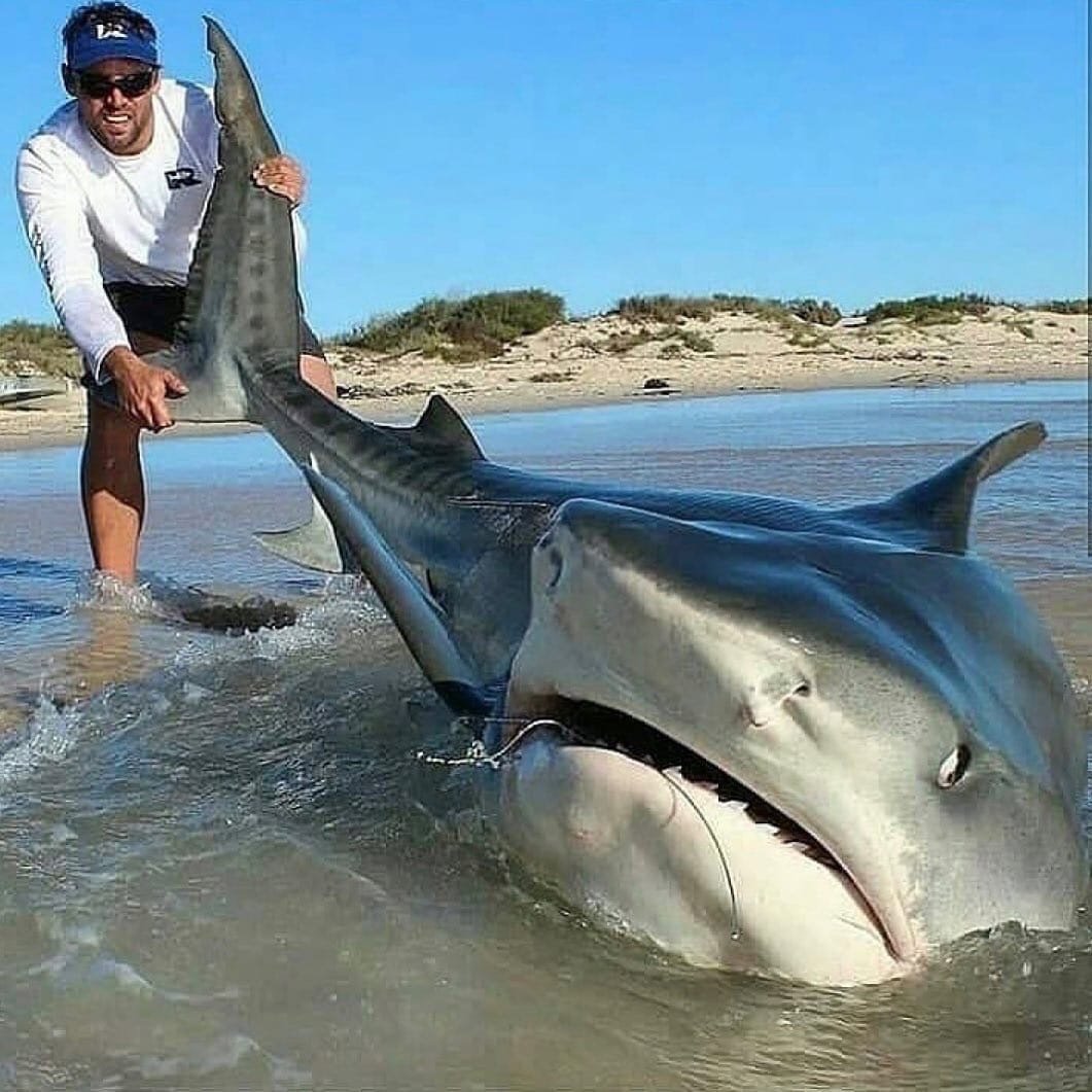 Тигровые акулы весёлые