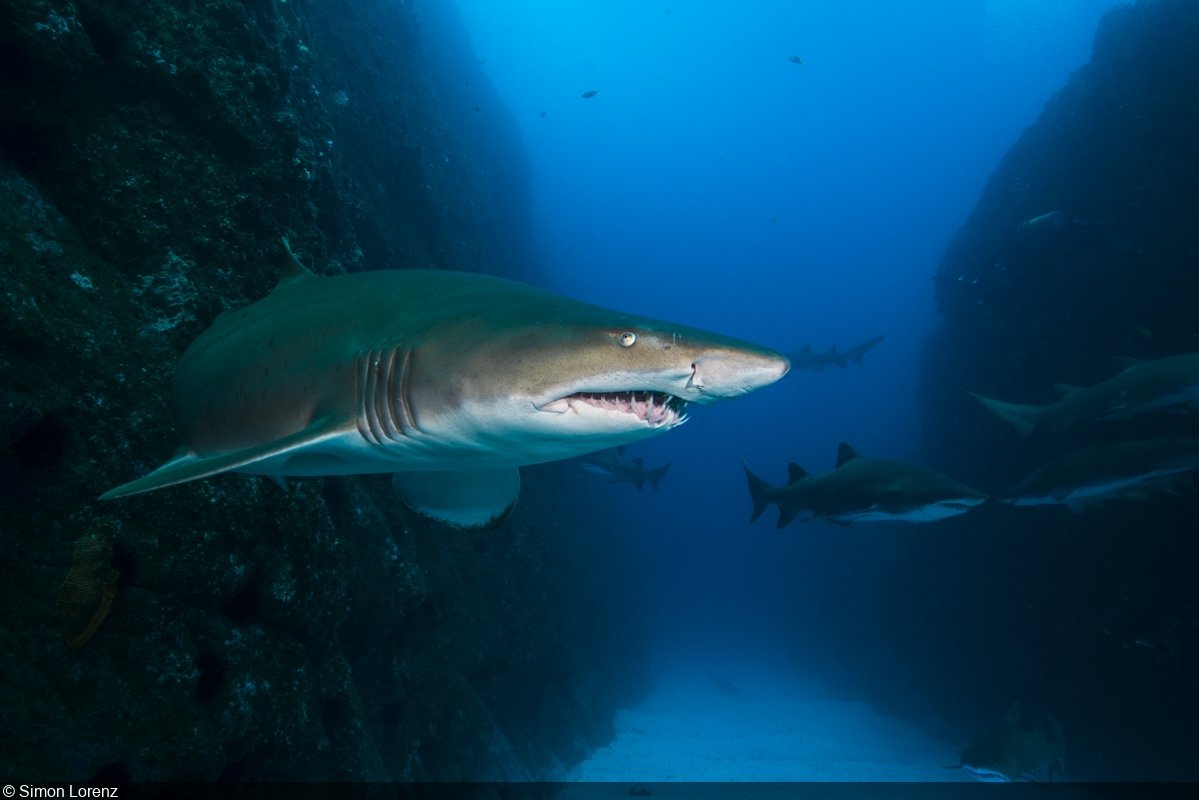 Тигровая акула Доминикана