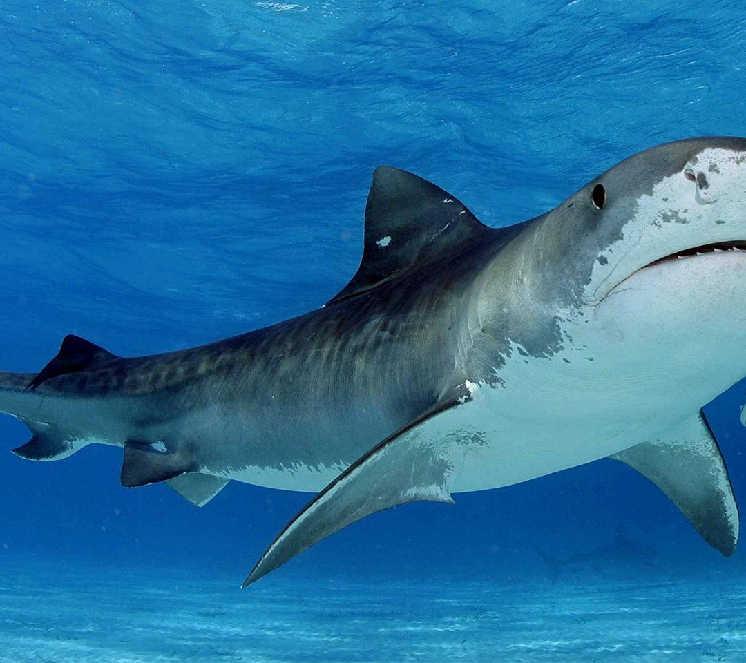 Tiger Shark. Tiger Shark.