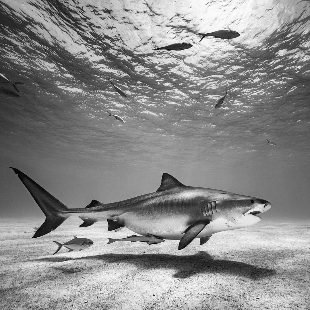 Белая акула