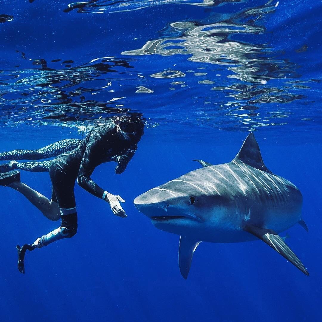 Нарисовать тигровую акулу