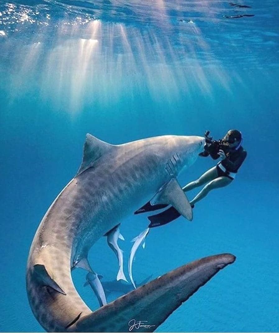 Рифовая акула ОАЭ