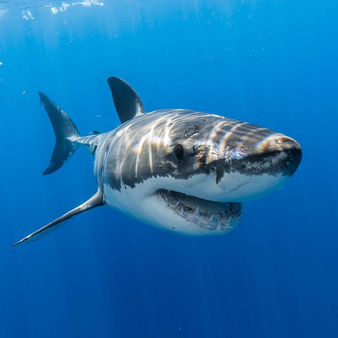 Самец тигровой акулы